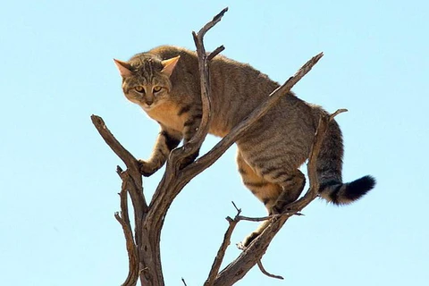 Chú mèo rừng tinh ranh leo lên cây để tránh linh miêu tai đen