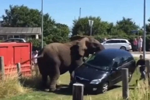 Con voi phá chiếc xe của du khách. (Nguồn: Daily Mail)