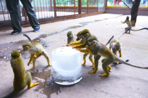 Các chú khỉ sờ vào đá để quên đi thời tiết nắng nóng. (Nguồn: CCTV)