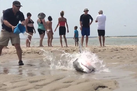 [Photo] Dân chúng tham gia giải cứu cá mập trắng ở Massachusetts