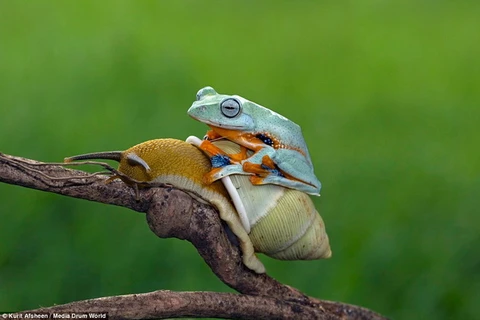 Con ếch cố leo lên lưng chú ốc sên. (Nguồn: Daily Mail)