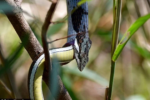 [Photo] Con rắn hung dữ tấn công và nuốt chửng đồng loại