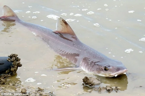 Một con cá mập Smooth-hound. (Nguồn: Daily Mail)