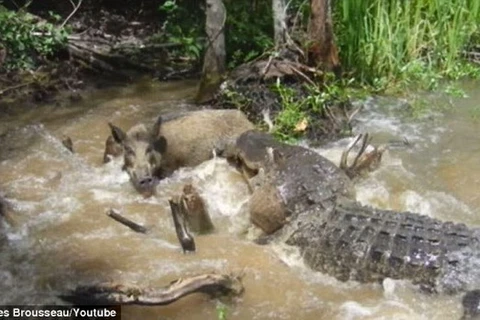Con cá sấu lao tới cắn chú lợn rừng. (Nguồn: Daily Mail