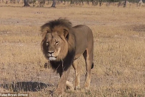 Chú sư tử Cecil bị giết một cách dã man. (Nguồn: Daily Mail)
