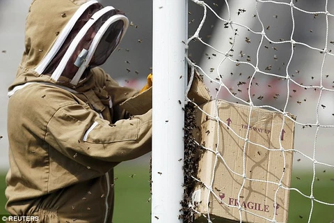 Ông Ogden dồn những con ong vào một cột khung thành. (Nguồn: Reuters)
