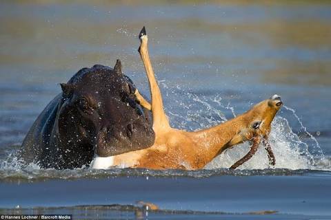 Hai con hà mã tỏ ra vô cùng hung dữ khi cố gắng dìm chú linh dương xuống nước. (Nguồn: Barcroft Media)