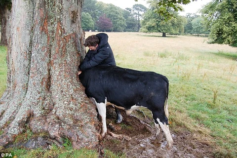Đầu của chú bò bị mắc kẹt trong thân cây. (Nguồn: PA)