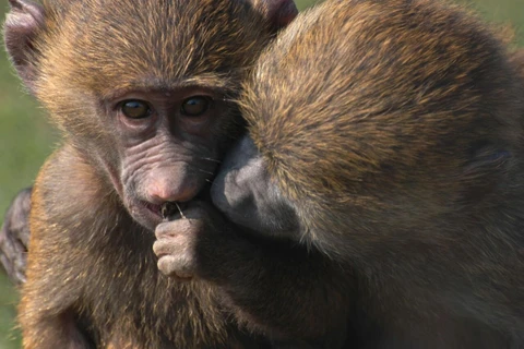 Hai chú khỉ đầu chó dễ thương. (Ảnh: Catherine Markham)