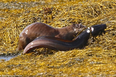Hàm răng sắc nhọn của rái cá cắm thẳng vào cổ của chú lươn. (Nguồn: Daily Mail)