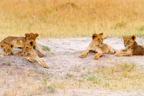 Những chú sư tử con ở vườn quốc gia Hwange. (Nguồn: Zuma Press)