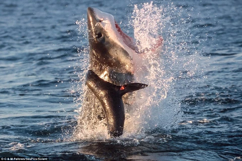 Nhận thấy một chú hải cẩu gần đó, con cá mập trắng dài 3,6m đã lao tới. (Nguồn: Daily Mail)
