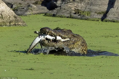 Con cá sấu lớn đã lao tới cắn chú cá sấu con trong cơn đói. (Nguồn: Caters News Agency) 