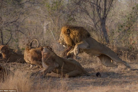 Chú sư tử đực to lớn chiếm ưu thế trong cuộc chiến. (Nguồn: Caters News Agency)