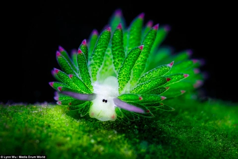 Vẻ ngoài đáng yêu của loài sên biển Costasiella kuroshimae. (Nguồn: Daily Mail)