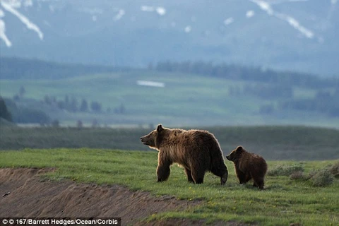 Gấu xám Bắc Mỹ. (Nguồn: Daily Mail)