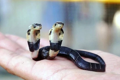 Chú rắn hổ mang hai đầu ở trang trại của ông Huang. (Nguồn: CEN)