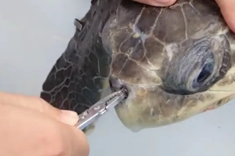 Mẩu nhựa trong hốc mũi của chú rùa. (Nguồn: YouTube)