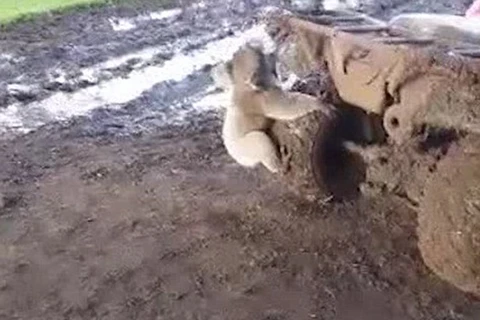 Chú gấu túi ôm chặt lấy bánh xe. (Nguồn: YouTube)