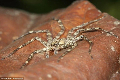 Loài nhện thuộc chi Selenops trong họ nhện Selenopidae. (Nguồn: Daily Mail)