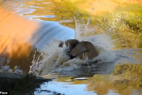 Con sư tử bị ngã vào thác nước. (Nguồn: Daily Mail)