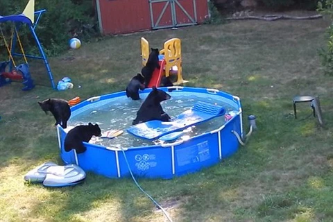 Những chú gấu chơi đùa trong bể bơi phao. (Nguồn: Daily Mail)