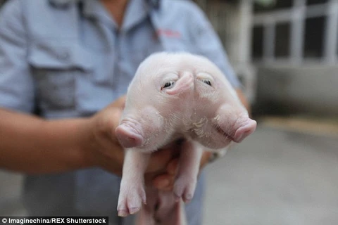 Sức khỏe của con lợn hai đầu rất yếu. (Nguồn: Daily Mail)