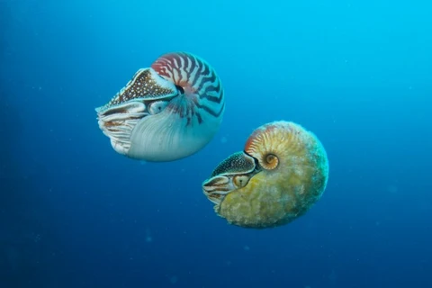 Ốc anh vũ thuộc chi Allonautilus (dưới) và ốc anh vũ thuộc chi Nautilus. (Nguồn: Peter Ward) 