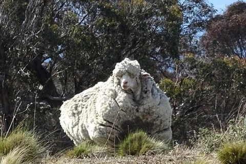 Con cừu có bộ lông khổng lồ. (Nguồn: Daily Mail)