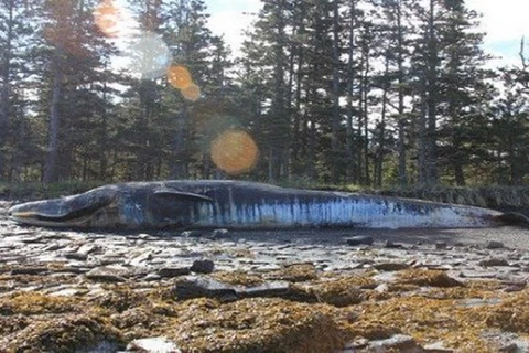 Một trong 11 con cá voi vây mắc kẹt trên đảo Kodiak, Alaska. (Ảnh: Bree Witteveen)