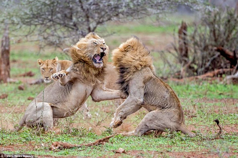 Hai con sư tử đực chiến đấu với nhau trong khoảng 10 phút. (Nguồn: Caters News Agency)