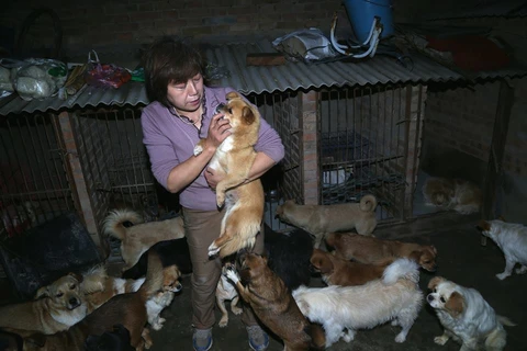 Cô đã bắt đầu nuôi các con chó đi lạc vì nhận thấy chúng có thể bị xe hơi cán và chết đói nếu bị bỏ rơi. (Nguồn: CCTV)