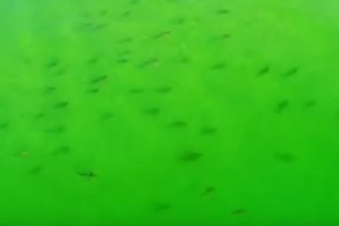 Hàng trăm con cá mập xuất hiện trên bãi biển. (Nguồn: IBT)