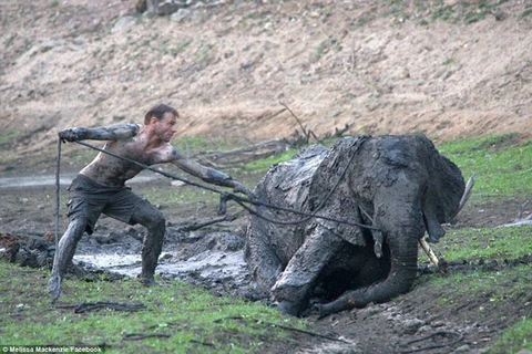 Chú voi kiệt sức sau bốn ngày mắc kẹt trong đống bùn. (Nguồn: Daily Mail)