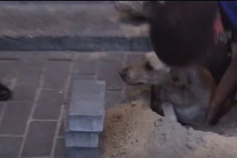 Chú chó được giải thoát khỏi đống đất đá. (Nguồn: YouTube) 
