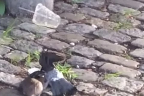 Chú chuột cống vật lộn với chú chim bồ câu. (Nguồn: YouTube)