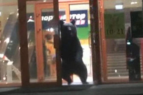 Con gấu xuất hiện tại trung tâm mua sắm. (Nguồn: news.sky.com)