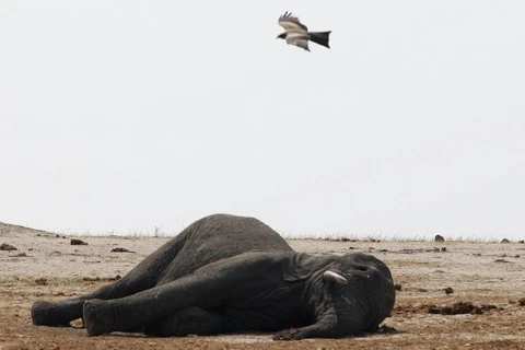Xác của một chú voi đáng thương. (Nguồn: Reuters)