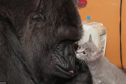 Chú mèo con cũng tỏ ra rất thích thú khi chơi đùa với Koko. (Nguồn: Daily Mail)