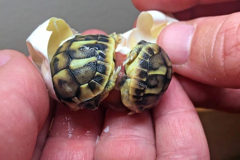 Hai chú rùa con thoát khỏi vỏ trứng. (Nguồn: CCTV)