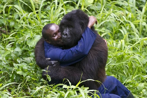 Các chú khỉ đột tỏ ra vô cùng thận thiện với những nhân viên ở công viên quốc gia Virunga. (Nguồn: Daily Mail)