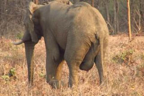 Cơ quan sinh dục của con voi bị sưng lớn. (Nguồn: Daily Mail)