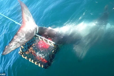 Đuôi con cá mập dính vào lồng tôm hùm. (Nguồn: Daily Mail)