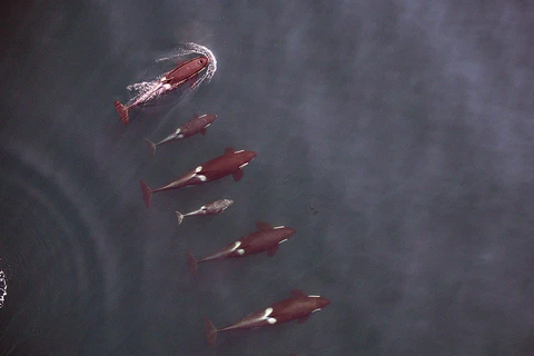 Thức ăn chính của cá voi sát thủ là cá hồi. (Nguồn: NOAA)