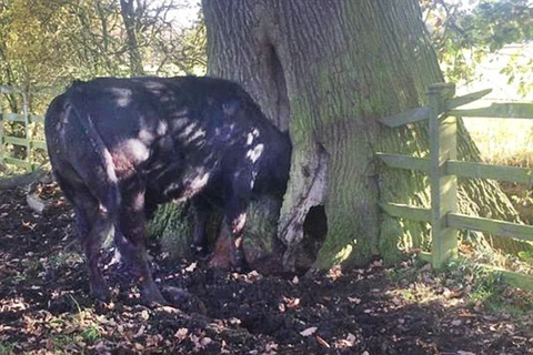 Chú bò bị mắc kẹt đầu trong cây. (Nguồn: Daily Mail)