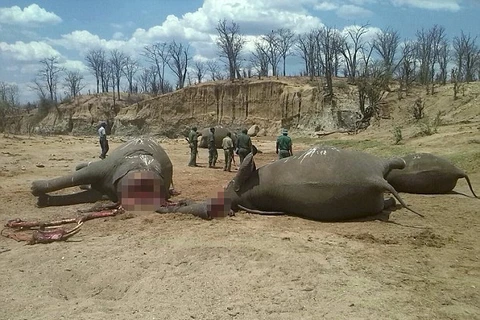 Xác những con voi nằm ngổn ngang trong Công viên quốc gia Hwange. (Nguồn: Reuters)