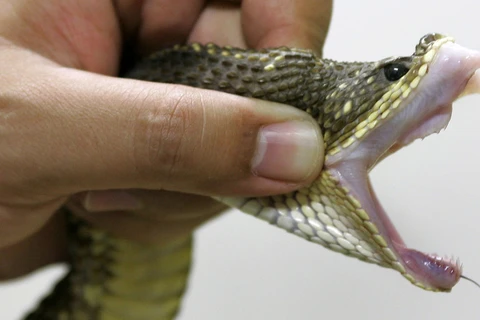 Một con rắn Jararaca. (Nguồn: AFP)
