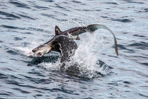 Chú sư tử biển xé xác con cá mập. (Nguồn: Daily Mail)