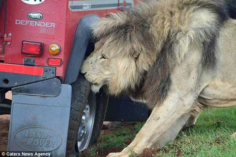 Con sư tử cắn bánh xe ôtô. (Nguồn: Caters News Agency)