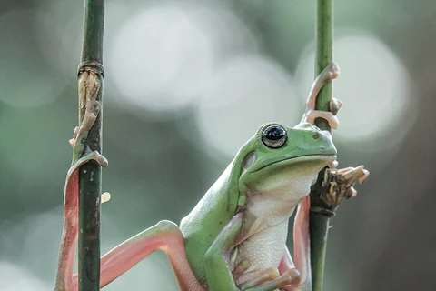 Chú ếch tỏ ra vô cùng thoải mái. (Nguồn: Daily Mail)